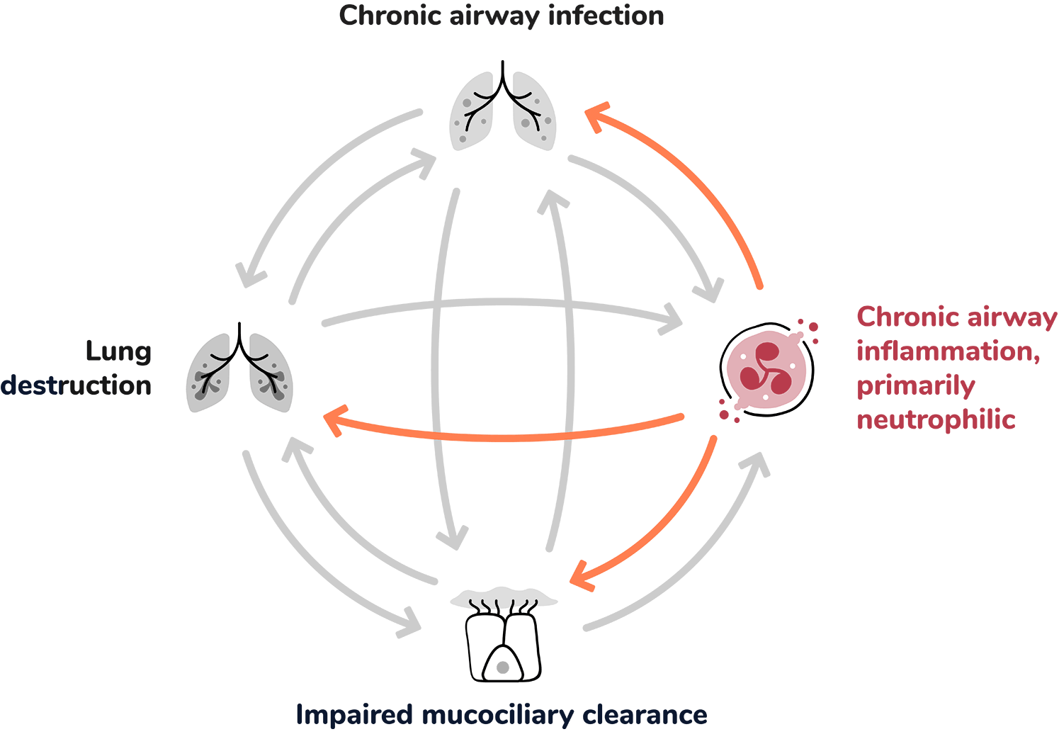 Chronic Airway Inflammation, Primary Neutrophilic: An icon representing inflamed airways in the lungs with an emphasis on neutrophils