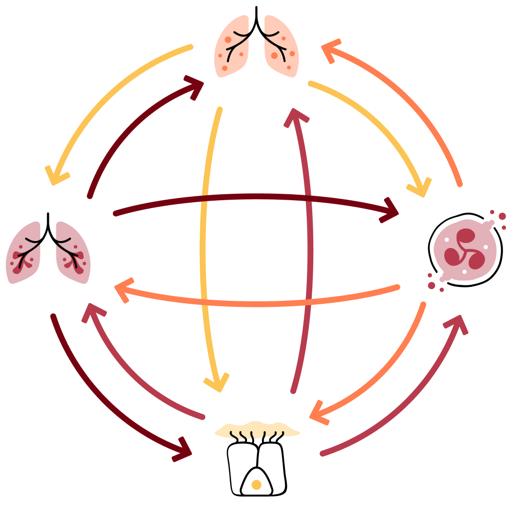 A graphic showing the vicious vortex, an interconnected network between four icons, representing chronic airway inflammation, chronic airway infection, impaired mucociliary clearance and lung destruction